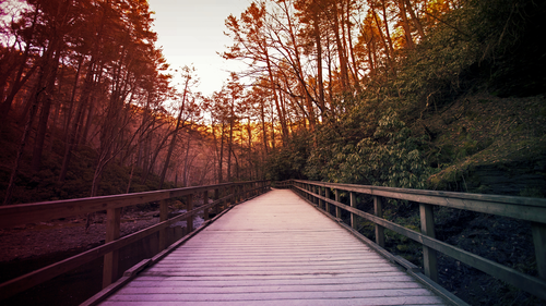 мост, лес, природа, коричневые, белые, деревья