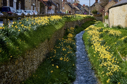 цветы, тропинка, англия, город, желтые, коричневые, зеленые