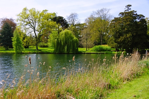 пруд, англия, природа, парк, зеленые, коричневые
