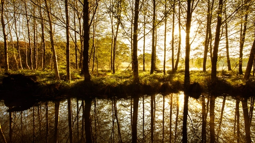 лес, река, природа, черные, желтые