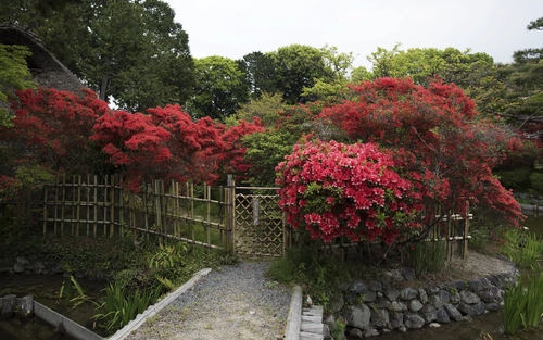 цветы, природа, река, мост, япония, розовые, зеленые