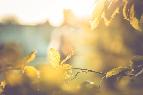 листья, солнце, свет, весна, зелень, растительность, зеленые, светлые