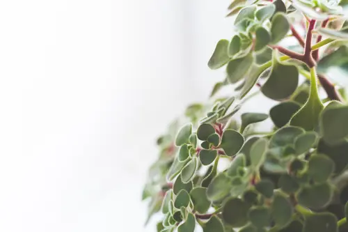 цветок, листья, светлые, зеленые