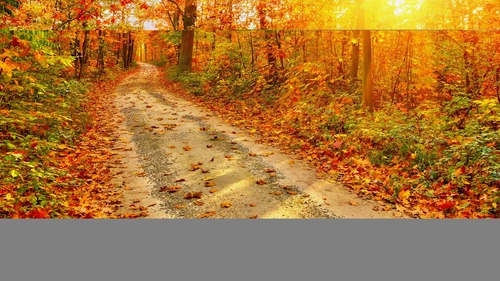 дорога, листья, природа, лес, оранжевые, зеленые
