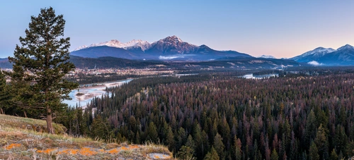 дерево, склон, лес, поле, гора, панорама, желтые, коричневые, зеленые, серые