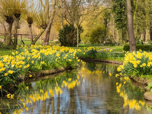 цветы, река, канал, весна, природа, желтые, коричневые, зеленые