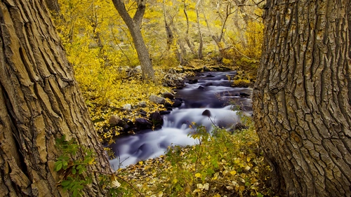 листва, деревья, река, вода, природа, желтые, коричневые
