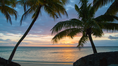 пальмы, океан, серые, природа, вода