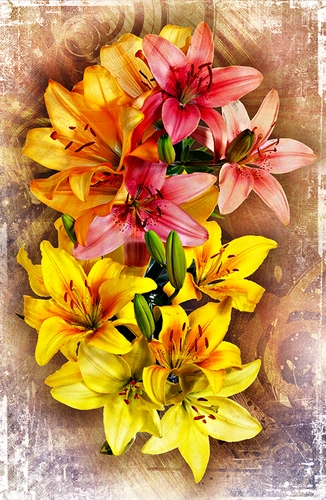 лилии, цветы, желтые, оранжевые, красные