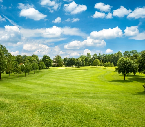 поле, деревья, лес, луг, зеленые, синие