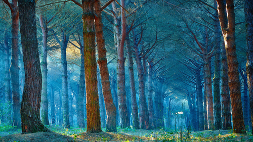 тропа, лес, свет, деревья, синие, зеленые, желтые