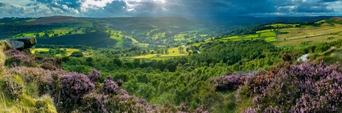 цветы, долина, природа, облака, зеленые, сиреневые, серые, панорама