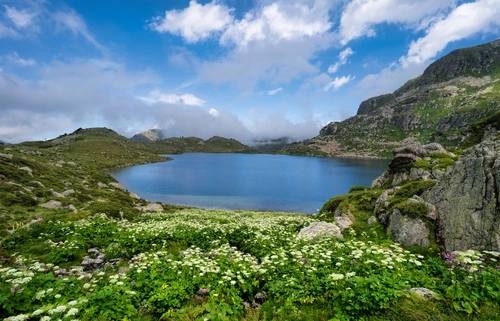 цветы, горы, франция, природа, белые, зеленые, синие