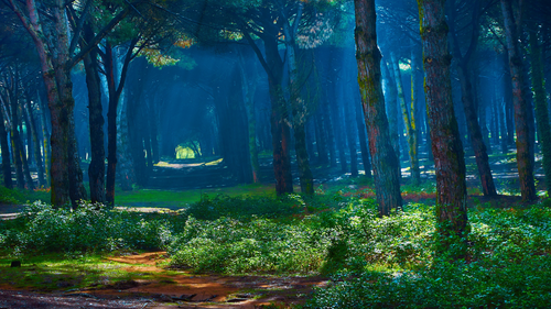 свет, лес, деревья, синие, зеленые, коричневые