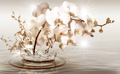 растение, цветы, орхидеи, вода, брызги, бежевые