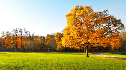 поле, дерево, луг, зеленые, оранжевые