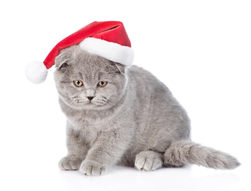 кот, животные, белый фон, праздник, серые, красные, белые