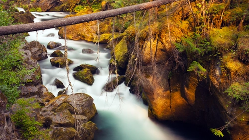 река, камни, дерево, лес, коричневые, зеленые