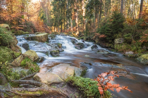 ручей, лес, камни, деревья, природа, коричневые, зеленые