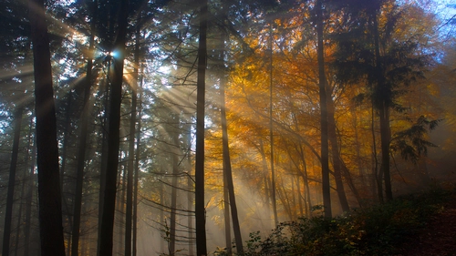 лес, темные, природа, деревья, черные, свет