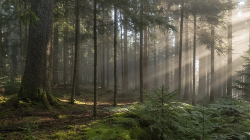 деревья, лес, природа, туман, зеленые, коричневые