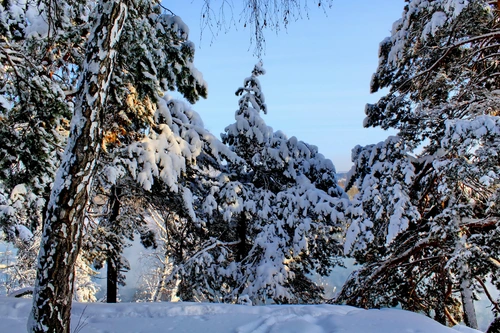 небо, зима, снег, лес, синие, черные, белые