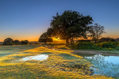 поле, отражение, дерево, англия, желтые, зеленые, голубые