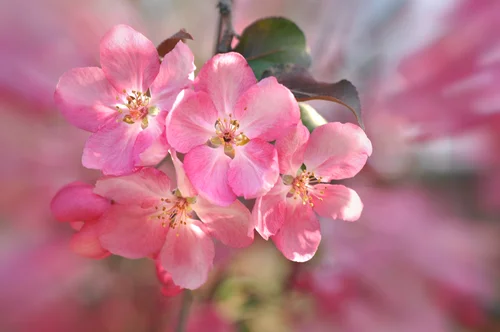 сакура, цветы, ветвь, дерево, розовые, зеленые