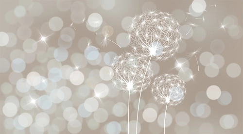 растения, цветы, одуванчики, блики, блеск, бежевые, белые