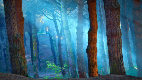 деревья, лес, свет, природа, синие, коричневые