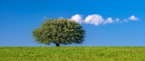 поле, панорама, природа, дерево, зеленые, синие