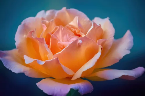 растение, цветок, роза, лепестки, бутон, синие, оранжевые