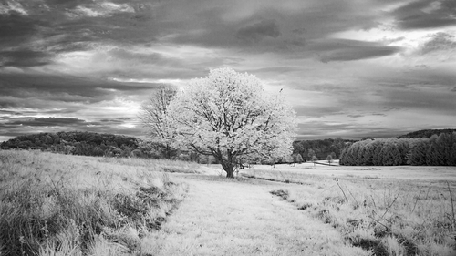 дерево, белые, природа, черные, поле