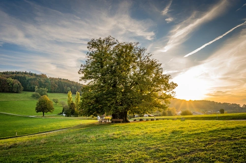 дерево, рассвет, поле, природа, швейцария, белые, желтые, зеленые