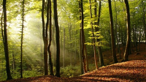 склон, лес, листья, деревья, осень, коричневые, зеленые