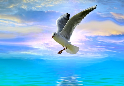 птица, птицы, чайка, вода, река, море, голубые, белые