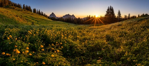 поле, цветы, горы, желтые, зеленые, панорама