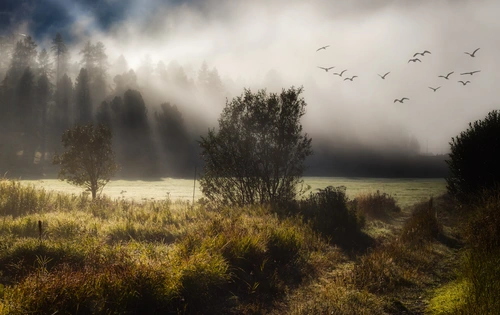деревья, птицы, туман, свет, лес, вода, озеро, пруд, река, темные, зеленые, серые, коричневые