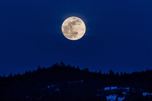 луна, лес, силуэт, ночь, черные, синие, белые