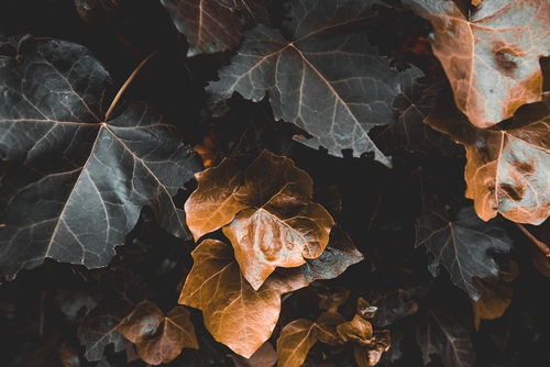осень, листья, фон, текстура, темные, черные, оранжевые, бежевые