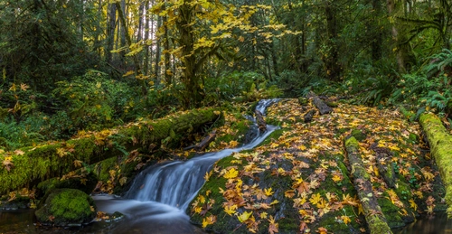 листья, лес, ручей, природа, деревья, зеленые, белые, серые