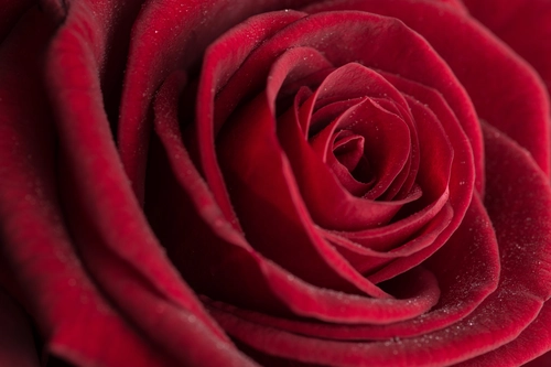 фото, роза, бутон, красные, черные, капли