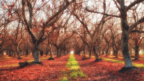 деревья, дорога, осень, природа, красные, коричневые