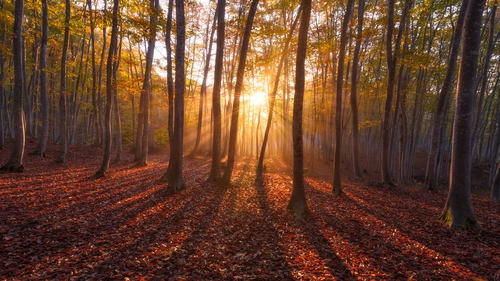 лес, осень, коричневые, природа, деревья