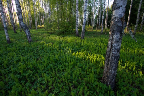 Лес, деревья, природа, финляндия, белые, зеленые