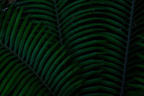 растения, лепестки, папоротник, трава, зелёные