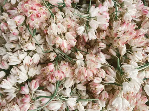 цветы, цветок, светлые, бежевые, белые, розовые