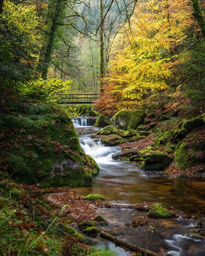 мост, ручей, вода, лес, деревья, зеленые, белые, серые, темные