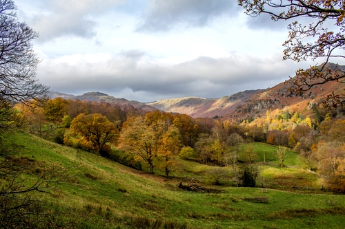 деревья, лес, англия, природа, коричневые, зеленые