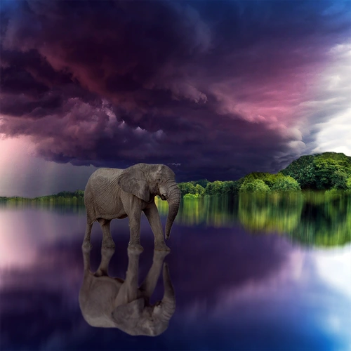 слон, отражение, звери, животные, вода, море, река, небо, тучи, фиолетовые, сиреневые, зеленые, серые